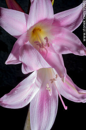 Pink lily - Flora - MORE IMAGES. Photo #70963