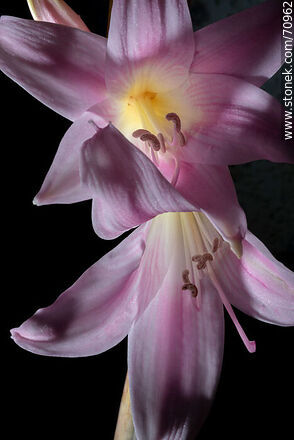 Azucena rosada - Flora - IMÁGENES VARIAS. Foto No. 70962