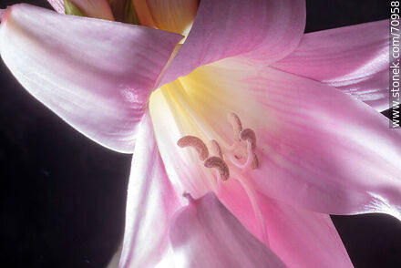 Pink lily - Flora - MORE IMAGES. Photo #70958