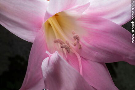 Pink lily - Flora - MORE IMAGES. Photo #70957