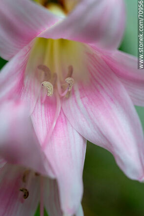 Pink lily - Flora - MORE IMAGES. Photo #70956