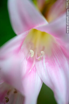 Pink lily - Flora - MORE IMAGES. Photo #70953