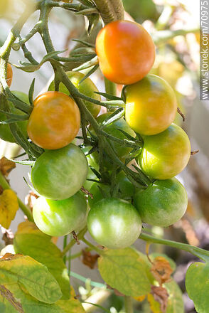 Tomates cherry en maduración - Flora - IMÁGENES VARIAS. Foto No. 70975