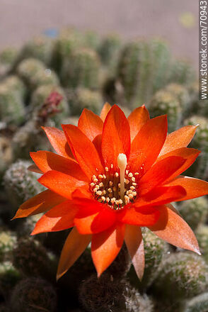 Flor anaranjada de cactus Ladyfinger Cactus (Mammillaria elongata) - Flora - IMÁGENES VARIAS. Foto No. 70943