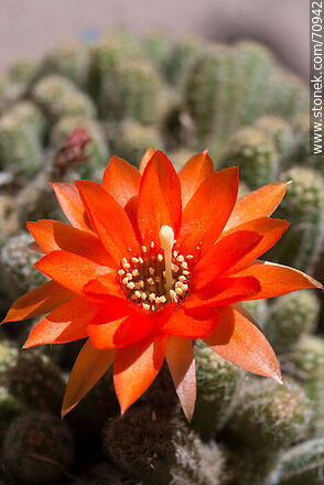 Orange cactus flower. Ladyfinger Cactus (Mammillaria elongata) - Flora - MORE IMAGES. Photo #70942