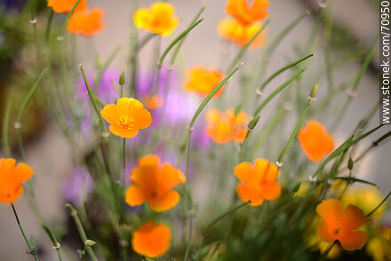 Dedal de oro. Eschscholzia californica - Flora - IMÁGENES VARIAS. Foto No. 70950