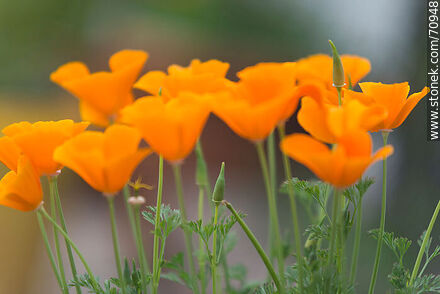 Eschscholzia californica - Flora - MORE IMAGES. Photo #70948