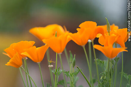 Dedal de oro. Eschscholzia californica - Flora - IMÁGENES VARIAS. Foto No. 70947