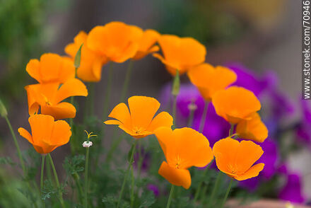 Dedal de oro. Eschscholzia californica - Flora - IMÁGENES VARIAS. Foto No. 70946