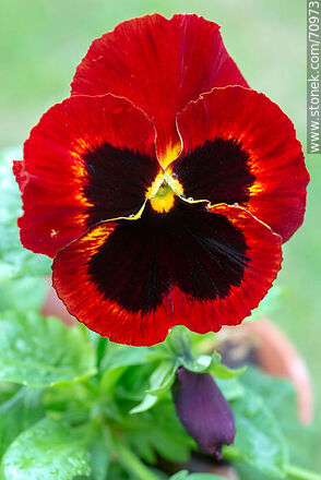 Petunia marizada roja - Flora - IMÁGENES VARIAS. Foto No. 70973