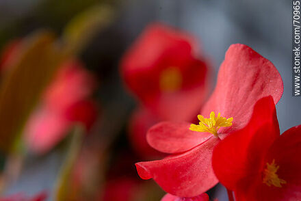 Flor de azúcar roja. Begonia - Flora - IMÁGENES VARIAS. Foto No. 70965