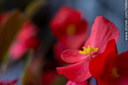 Flor de azúcar roja. Begonia - Flora - IMÁGENES VARIAS. Foto No. 70964