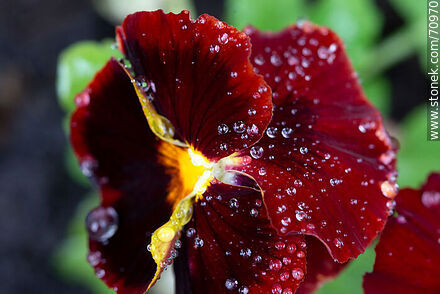 Burgundy petunias - Flora - MORE IMAGES. Photo #70970