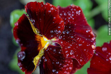Burgundy petunias - Flora - MORE IMAGES. Photo #70969