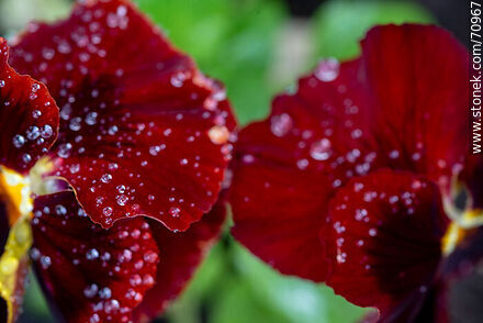 Burgundy petunias - Flora - MORE IMAGES. Photo #70967