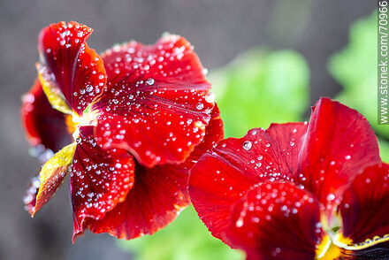 Burgundy petunias - Flora - MORE IMAGES. Photo #70966