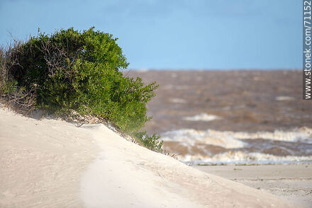Arbusto y duna en la arena - Departamento de Canelones - URUGUAY. Foto No. 71152