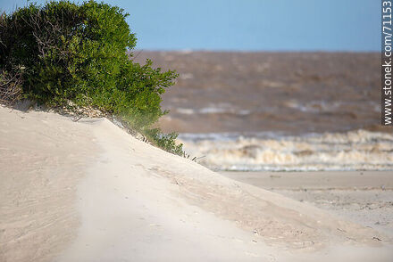 Arbusto y duna en la arena - Departamento de Canelones - URUGUAY. Foto No. 71153