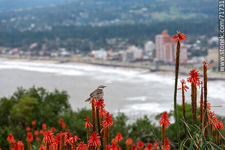 Calandria en flores del cerro San Antonio - Departamento de Maldonado - URUGUAY. Foto No. 71731