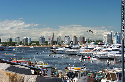 Boats in port - Punta del Este and its near resorts - URUGUAY. Photo #71858