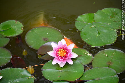 Flor de loto - Flora - IMÁGENES VARIAS. Foto No. 72100