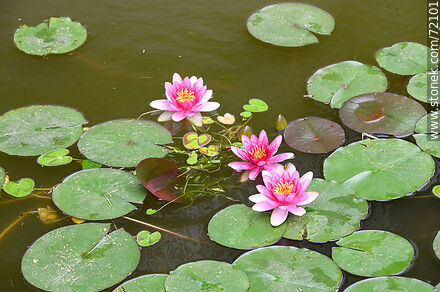 Lotus flower - Flora - MORE IMAGES. Photo #72101