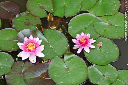 Lotus flower - Flora - MORE IMAGES. Photo #72102