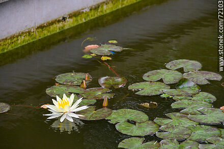 Lotus flower - Flora - MORE IMAGES. Photo #72103