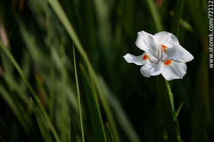 Iris africano - Flora - IMÁGENES VARIAS. Foto No. 72112