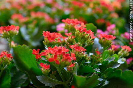 Kalanchoe red - Flora - MORE IMAGES. Photo #72118
