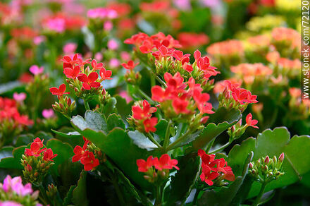 Kalanchoe red - Flora - MORE IMAGES. Photo #72120