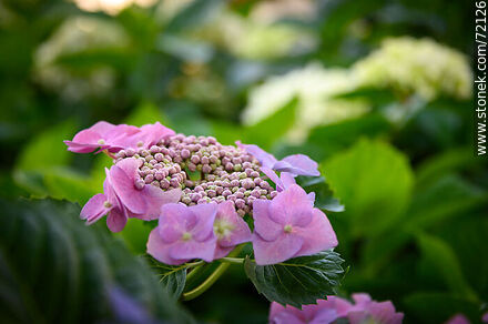 Hydrangea with petals in formation - Flora - MORE IMAGES. Photo #72126