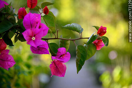 Fuchsia bugambilia - Flora - MORE IMAGES. Photo #72129