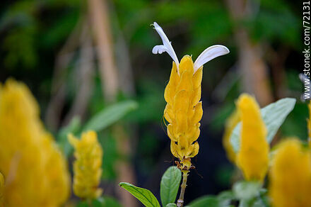 Choclo de oro o camarón. Pachystachys lutea - Flora - IMÁGENES VARIAS. Foto No. 72131