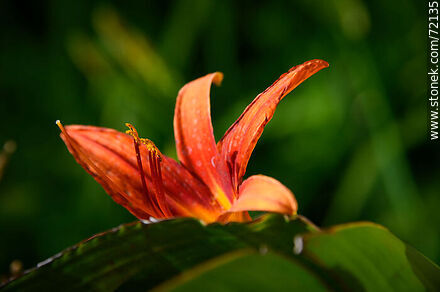 Hemerocallis anaranjada - Flora - IMÁGENES VARIAS. Foto No. 72135