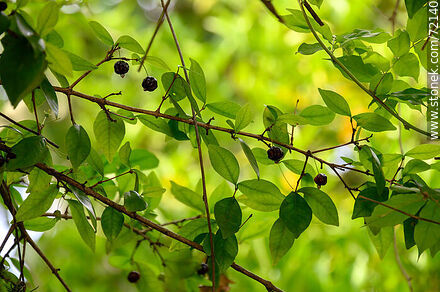 Pitanga fruits - Flora - MORE IMAGES. Photo #72140