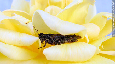 Lobster in a yellow rose - Fauna - MORE IMAGES. Photo #72141