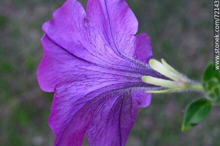 Vista posterior de petunia violeta - Flora - IMÁGENES VARIAS. Foto No. 72143