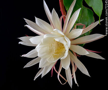 Flor abierta de la Dama de la Noche. Epiphyllum Oxypetalum - Flora - IMÁGENES VARIAS. Foto No. 72145