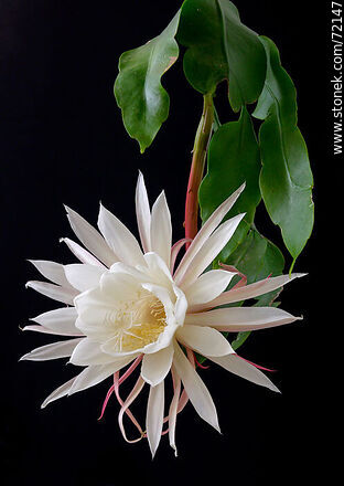Open flower of the Lady of the Night. Epiphyllum Oxypetalum - Flora - MORE IMAGES. Photo #72147