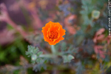 California Poppy - Flora - MORE IMAGES. Photo #72167