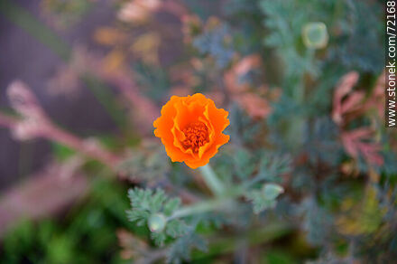 Dedal de oro. Amapola de California - Flora - IMÁGENES VARIAS. Foto No. 72168