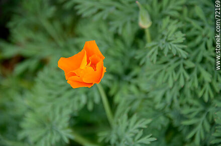 California Poppy - Flora - MORE IMAGES. Photo #72169