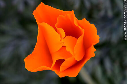 California Poppy - Flora - MORE IMAGES. Photo #72170