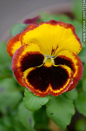 Yellow brown pansy flower - Flora - MORE IMAGES. Photo #72154
