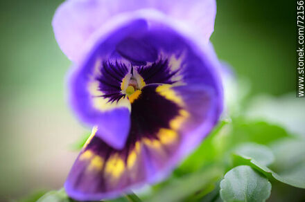 Violet pansy flower - Flora - MORE IMAGES. Photo #72156