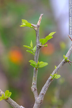Tala brotado en primavera - Flora - IMÁGENES VARIAS. Foto No. 72160