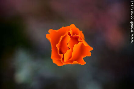 California Poppy - Flora - MORE IMAGES. Photo #72171