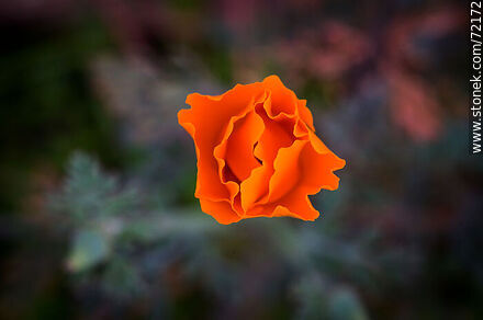California Poppy - Flora - MORE IMAGES. Photo #72172