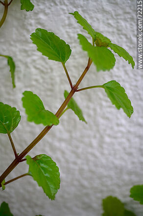 Swedish Ivy (Plectranthus verticillatus) - Flora - MORE IMAGES. Photo #72215